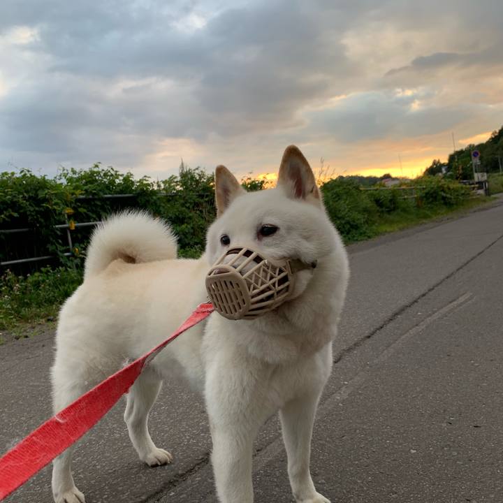 Bc89ee3d 836f 4af3 9e24 66f58b215d28 1598650327895