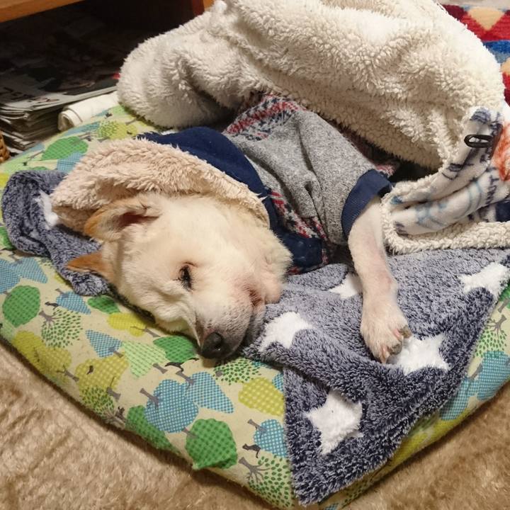 Bc8c17e6 d08c 418c 849a e812e3ba0d18 1544939028014