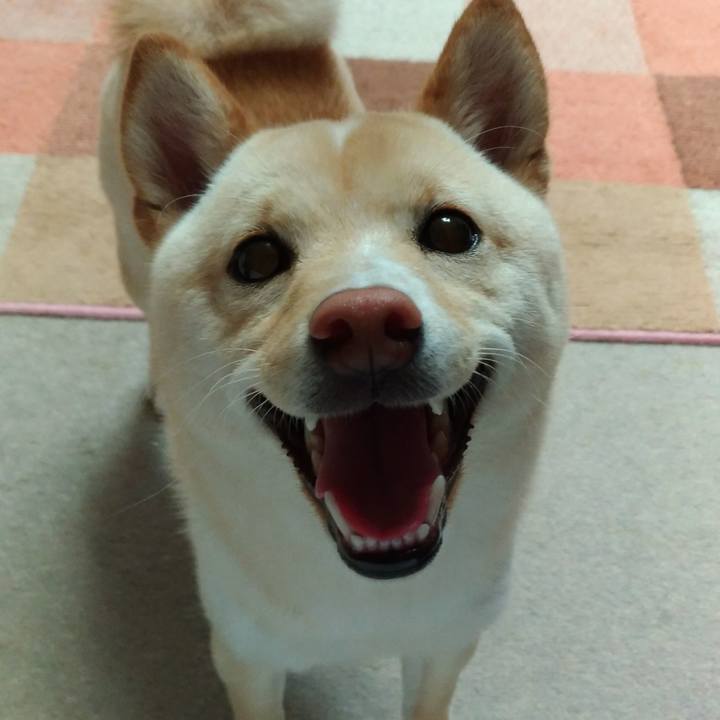 Bc8c4d20 77e1 4bd4 93a6 19da76306569 1523527947570