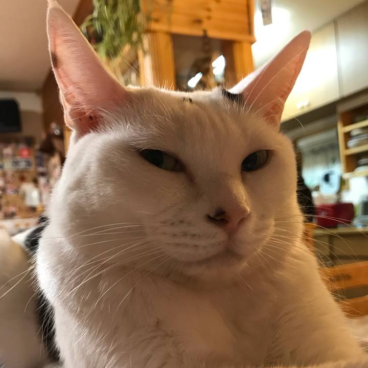 Bc8cbeb8 4322 4790 9a3d d5bc642f0233 1572043744561