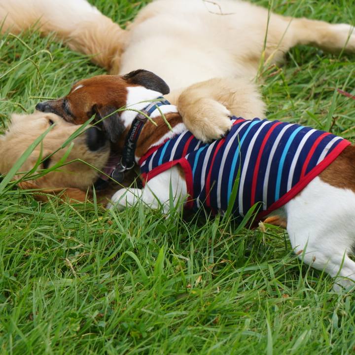 Bc8e16b3 004d 425f 885d 88f31c1da7b5 1598482711133