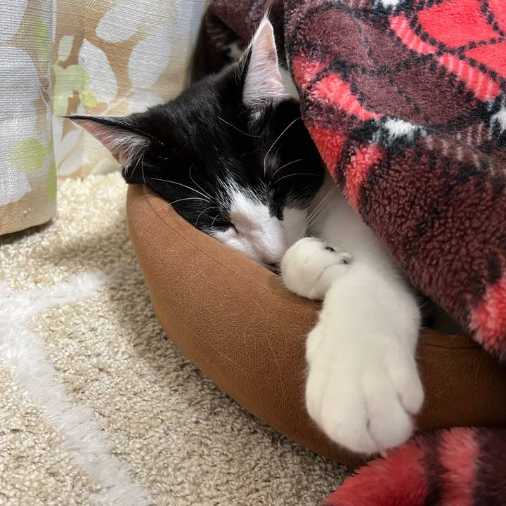 Bc9115dc 8f1a 46d1 87ae 3f7b531569f5 1646140768549