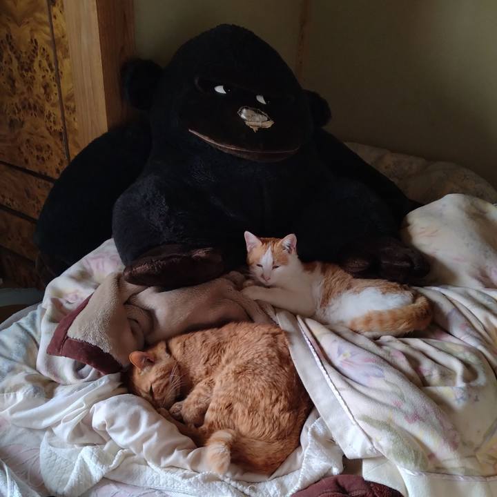 Bc95baf1 f4b5 4adf ba50 29916b470e06 1747521832955