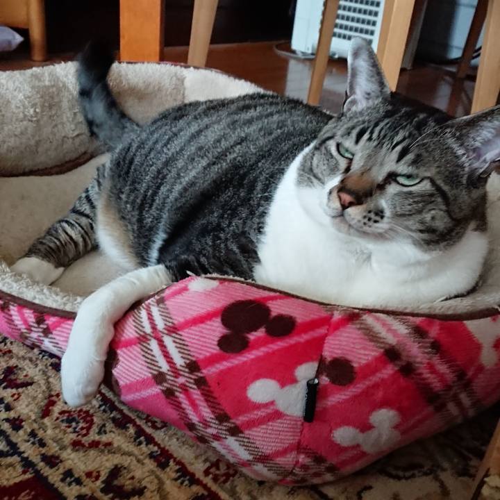 Bc9662b4 c560 4e09 9ba5 a7698e6133fa 1543128323636