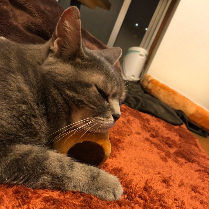 Bc980047 f1d9 498b bbc4 7133ef6f95f8 1530629134759