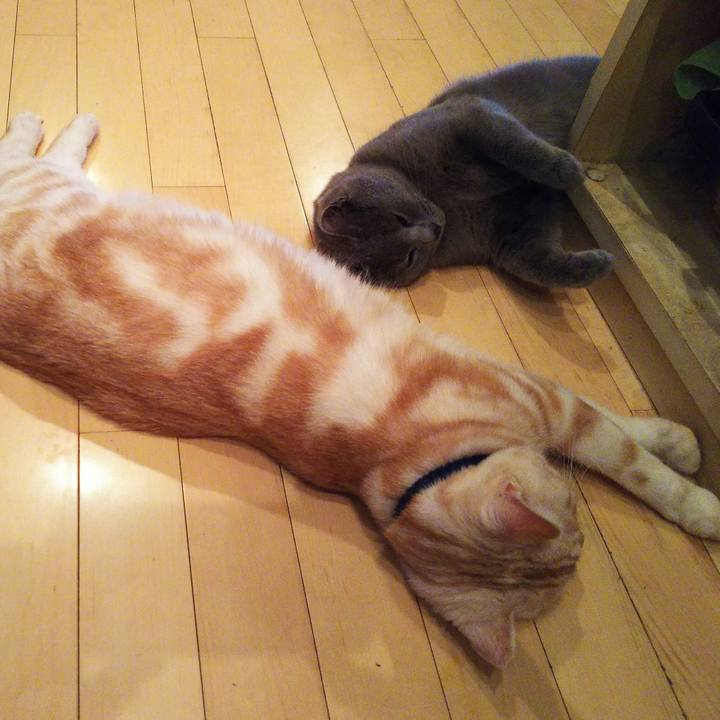 Bc981f4a e52a 4a50 a941 1d1f7a7efbec 1509320879429