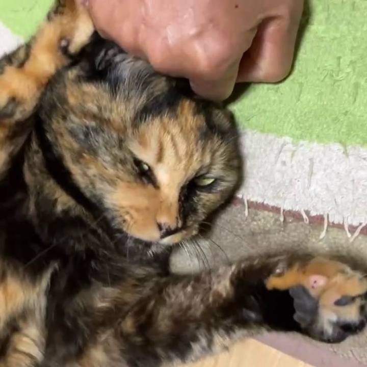 Bc9a5d65 2adf 4bba b314 25749063ee8f 1730171307501