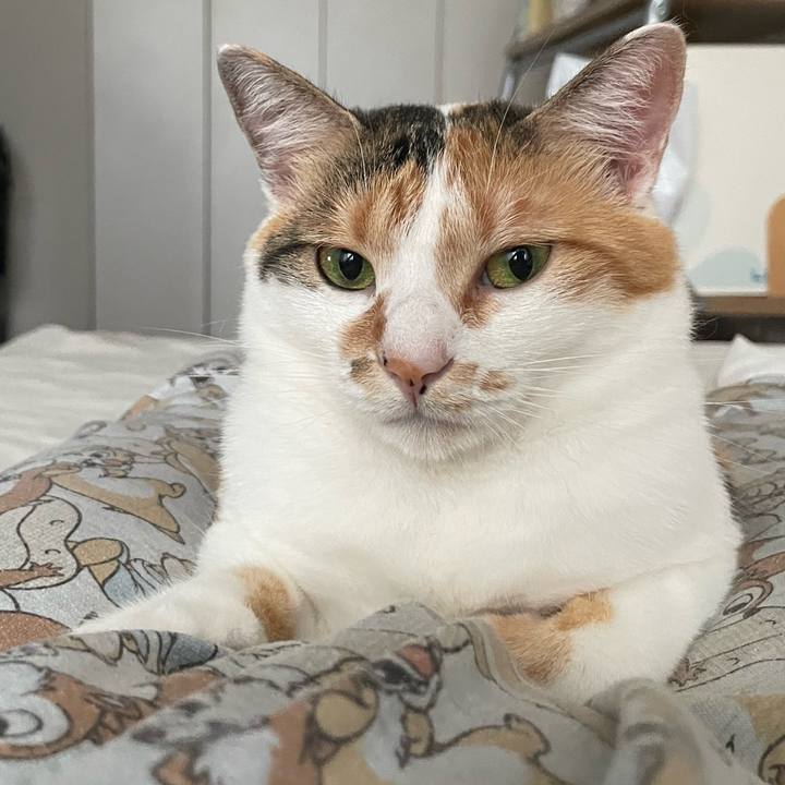 Bc9adaab 6b6c 43d2 b521 fdd7e9782d64 1661643797081