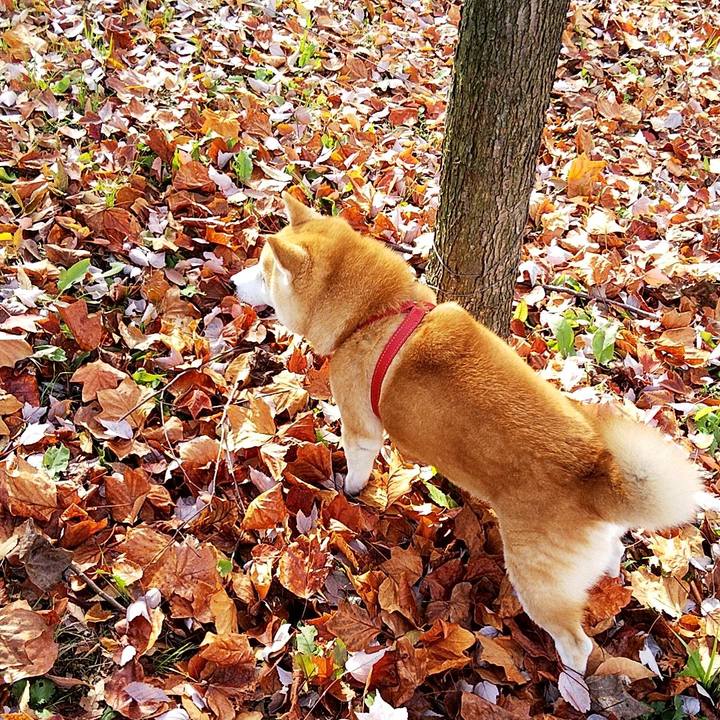 Bc9b1829 d238 4579 a800 43816daed270 1574568492924