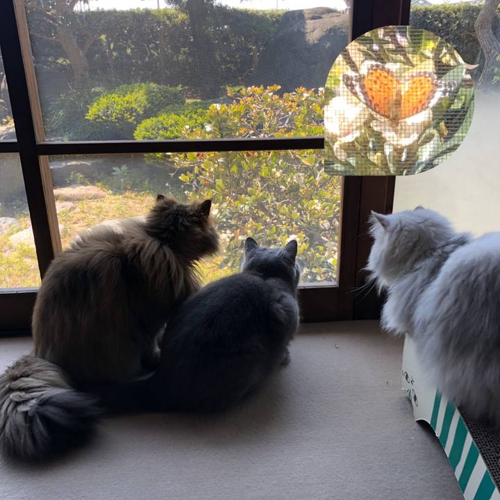 Bc9d3523 a1d0 4ae9 bd33 aa685f47d26e 1587782879356