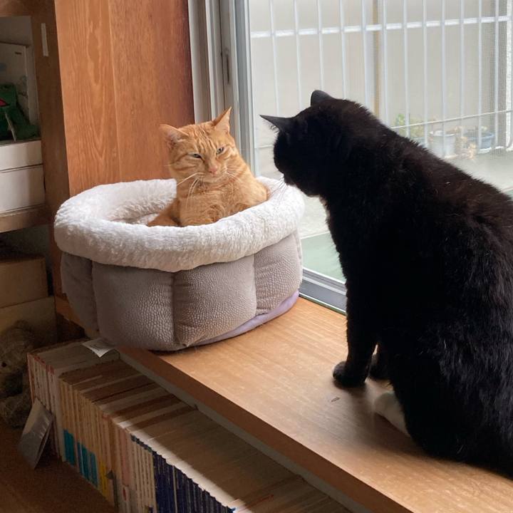 Bc9f4b3c 5199 4f3e 8b4c 7d77962b3aab 1602682113844