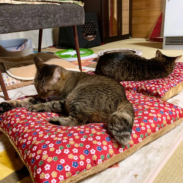 Bc9f841e 34ca 4922 b1f5 3f95be4fa963 1574085133688