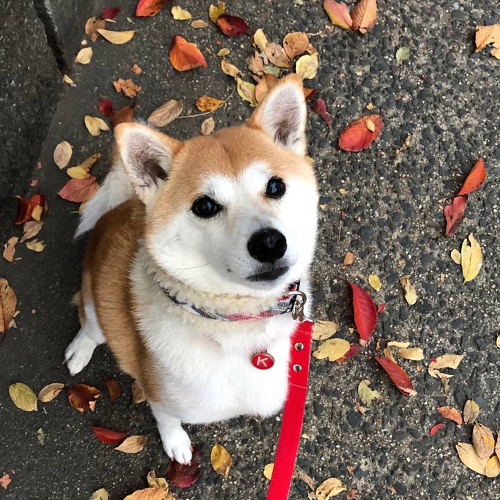 Bcaa167b 9107 45e2 b605 90b2b11cb3f1 1542149862257