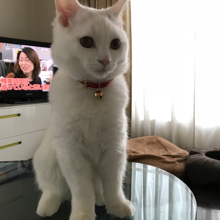 Bcab50cb d290 40a6 843d 4cfb8dc44b28 1512687766048