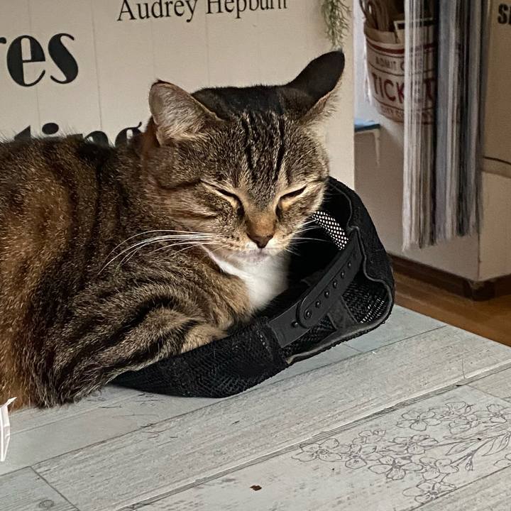 Bcadc2e1 9c9c 499c a046 eca5192081d8 1636237333162