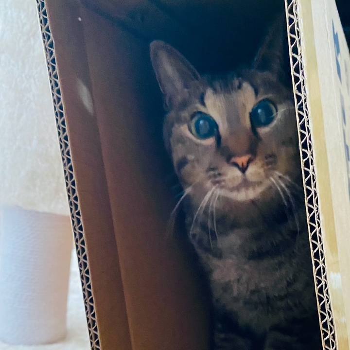 Bcb03232 ad16 4582 b849 5421a6b5732e 1767276105272