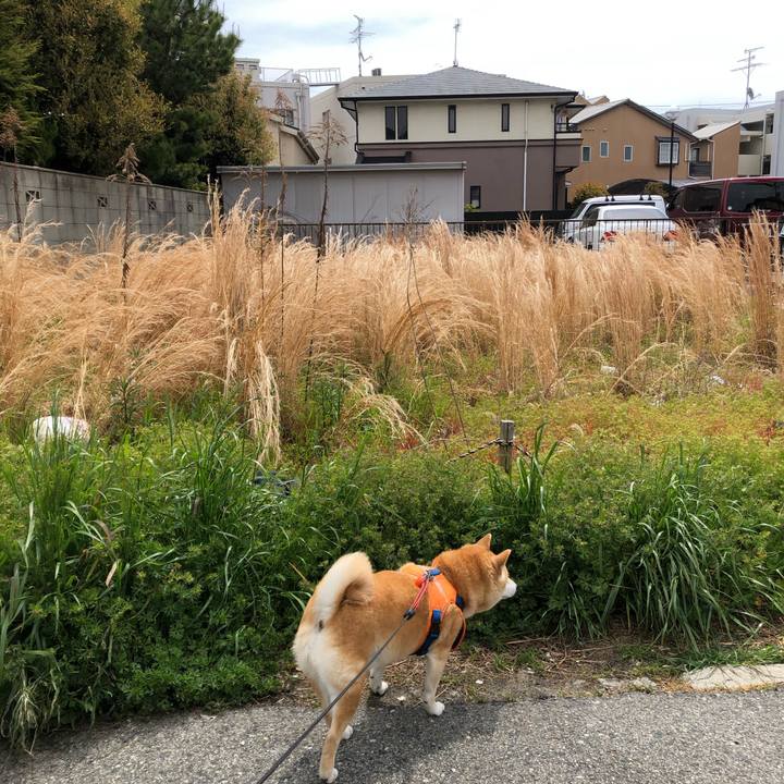 Bcb47919 81dc 471c acf2 2460262c671f 1586945835746