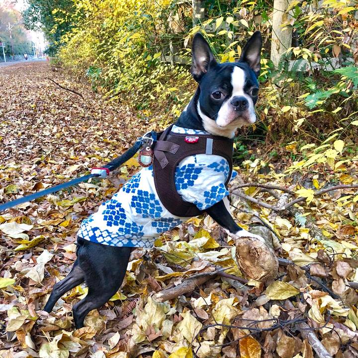 Bcbb7c4c 8c29 4740 acfd 7da8474b4576 1513755403755