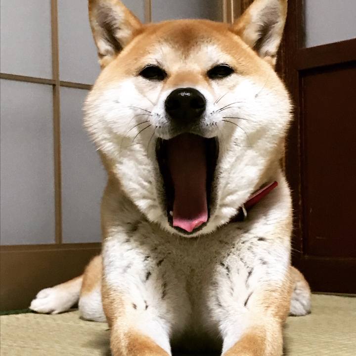 Bcbdd203 598f 4486 85ca 7e996e63cd8a 1514815408371