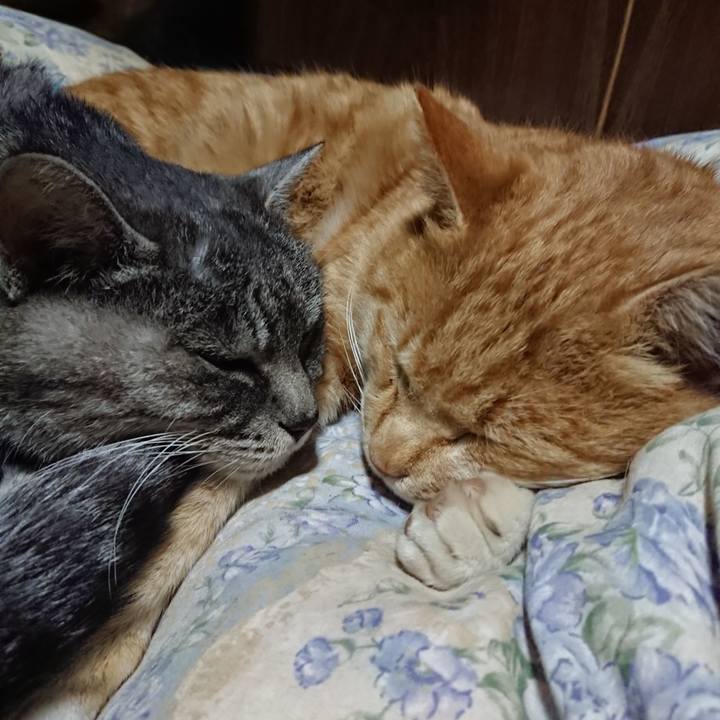 Bcbf1374 c5c5 4455 8ab0 ae397b3444a8 1575985937069