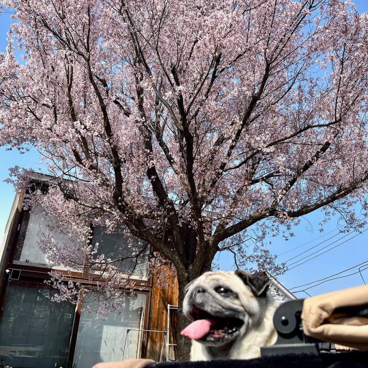 Bcc1b5d7 dec5 48d3 8c30 1bb1459c5225 1774779605707