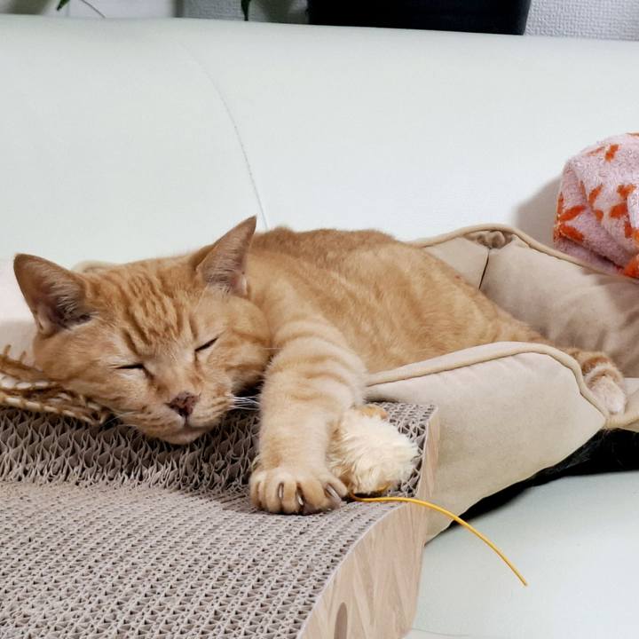 Bcc1efae 8050 4c0f abf6 46073c578d24 1753241252235