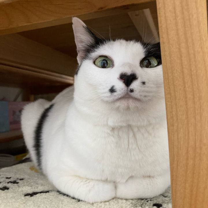 Bcc3a5d1 46a2 42a7 9a38 cff729f3dc2c 1773741743298