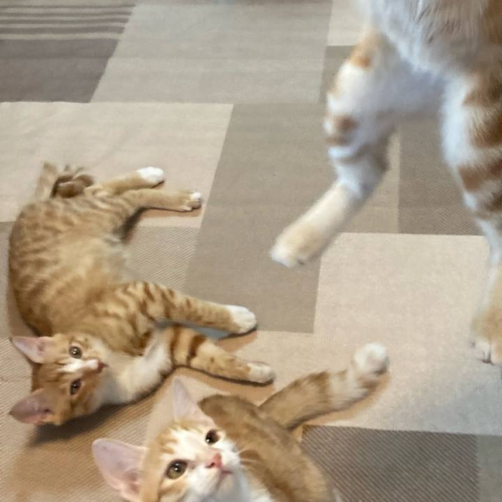 Bcc7f5ab 9777 4495 af1e 8ad882c8976e 1758411380240