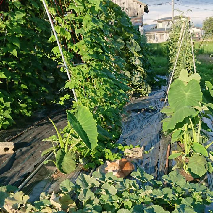 Bcc87c15 e7cd 441f 957a 1a401d928cc1 1594890383007