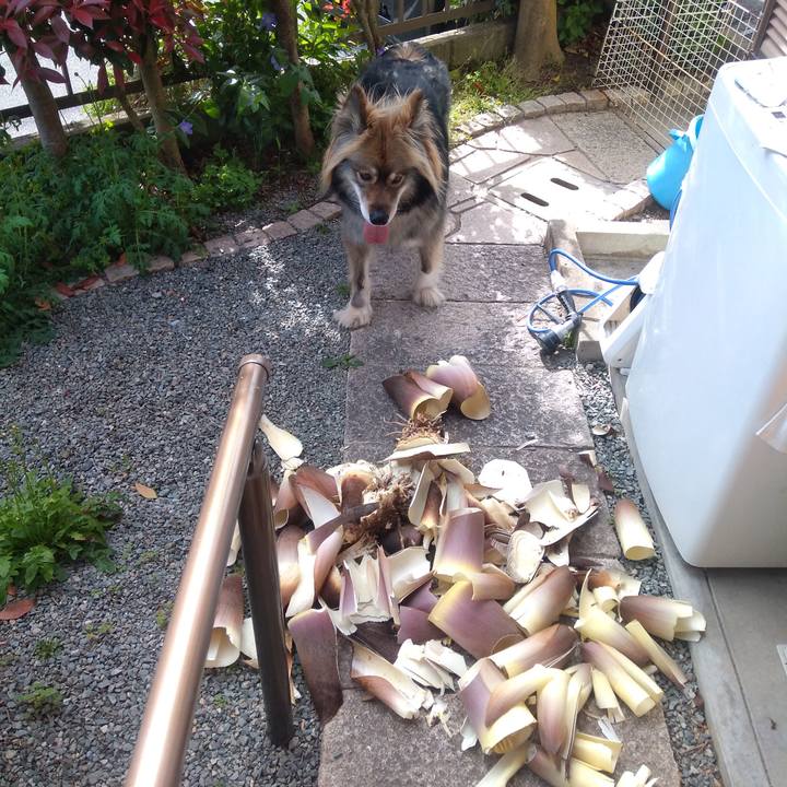 Bccd1e61 1ebf 4d57 ad22 93c4de776700 1587276691602