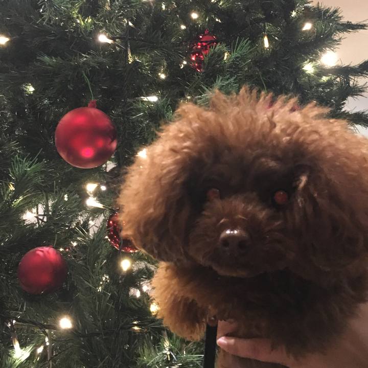 Bccee5a3 9256 488d 9834 a08fdbbe3619 1511825554961