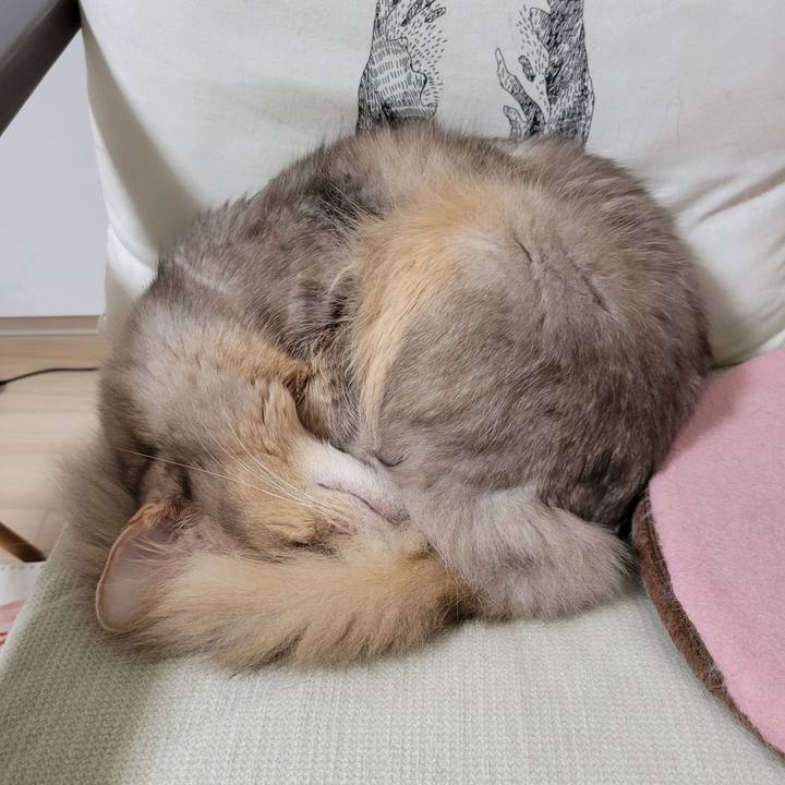 Bcd22576 8bbc 4ced a50b ab5975caf5a0 1637534334728