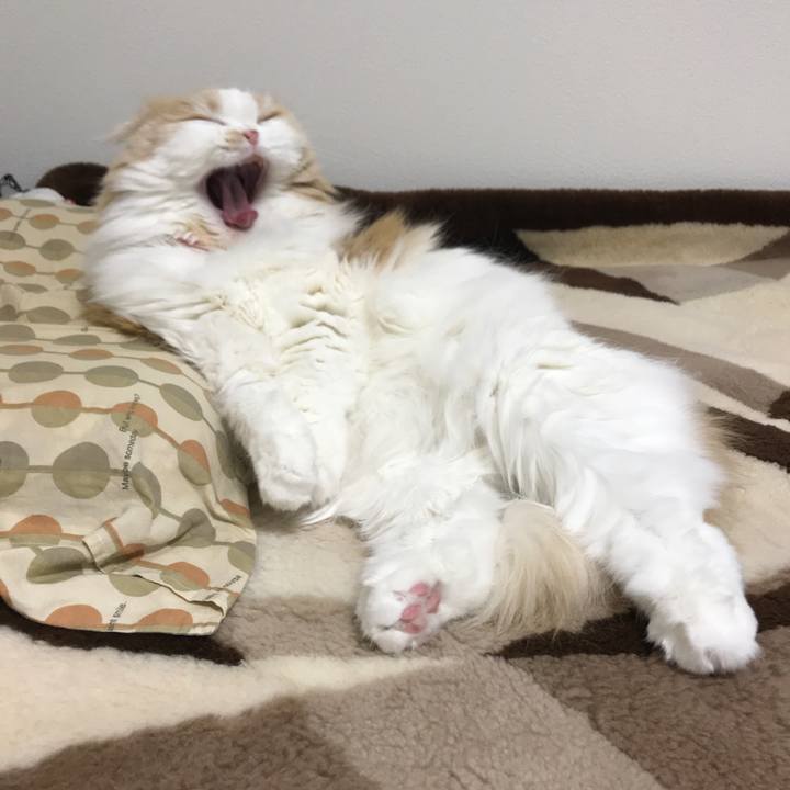 Bcdb1366 2232 4bd8 b78e abca49ef7432 1587541552797