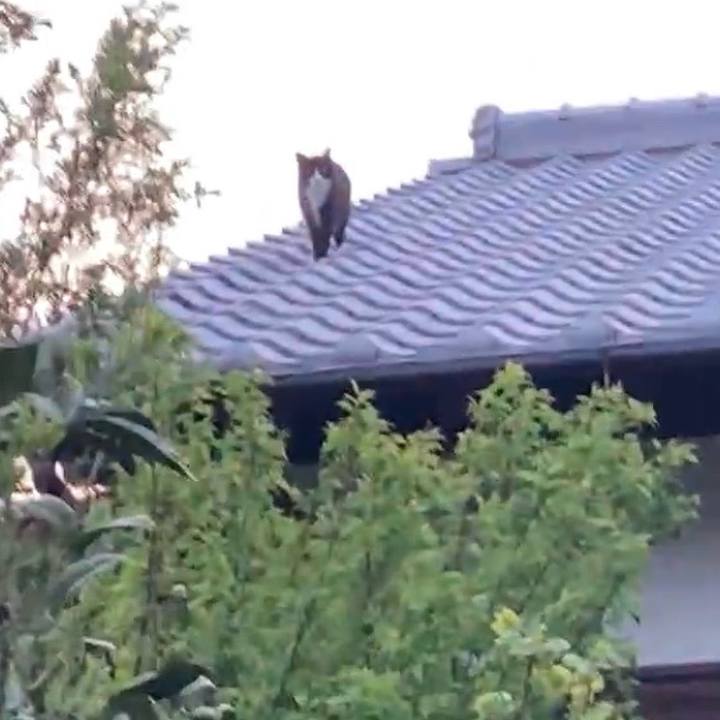 Bcdb68ba 362e 4ad4 882e 6526c61b8880 1728934926729