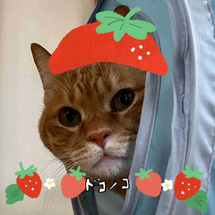 Bcdb7721 5177 4272 9eb1 f33eaf222bf8 1775548668312