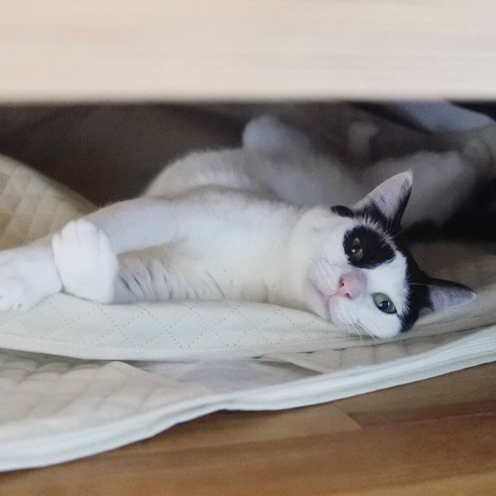 Bcdc5ead 3a82 4bda 82ba 9abf725c9e15 1531371764271