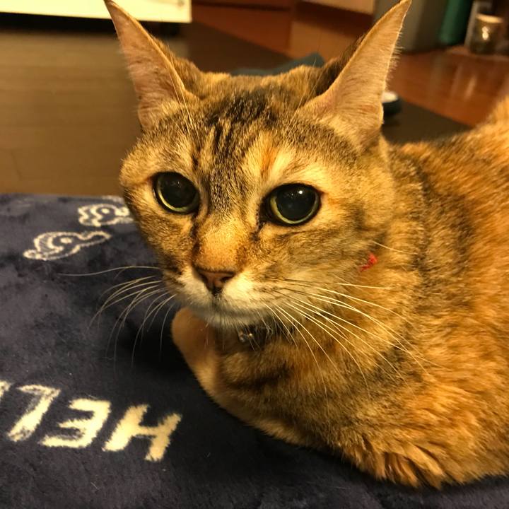 Bce27bde 46c3 4665 9881 84981f09ca0f 1514463866759