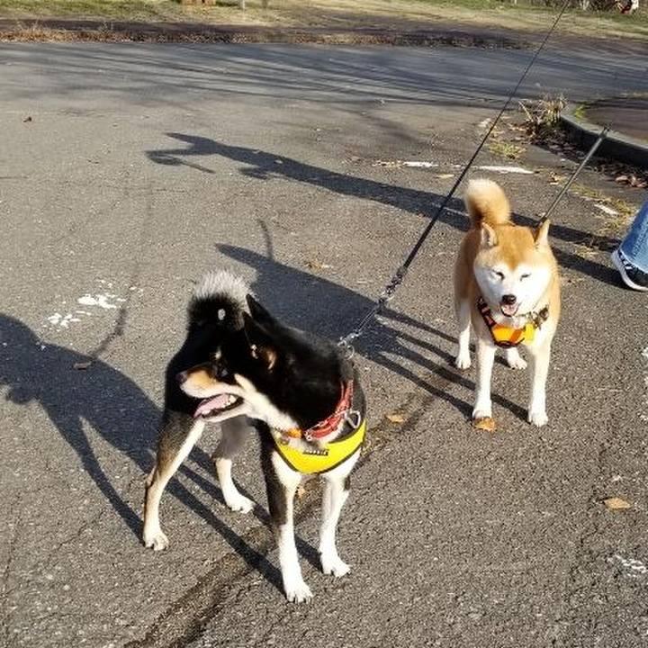 Bce4ca40 66b9 4a15 9779 40aeda25eea4 1605680436111