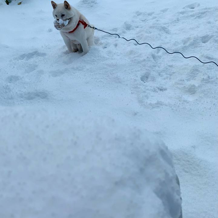 Bce4da02 1fe1 4bcb 9eb0 b6b936ea7491 1605048401482