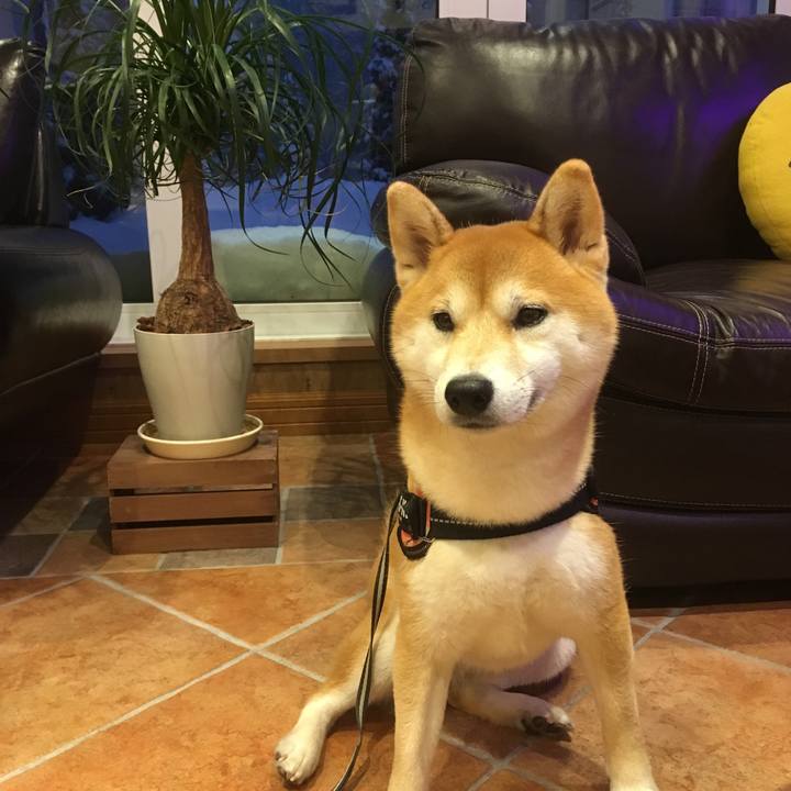 Bce6c295 f52e 46ae 99db 284fac07f94e 1515237063234