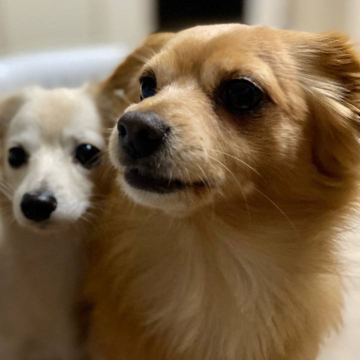 Bce72e5d 59b5 45b6 a265 30a122ddfeb4 1638018564532