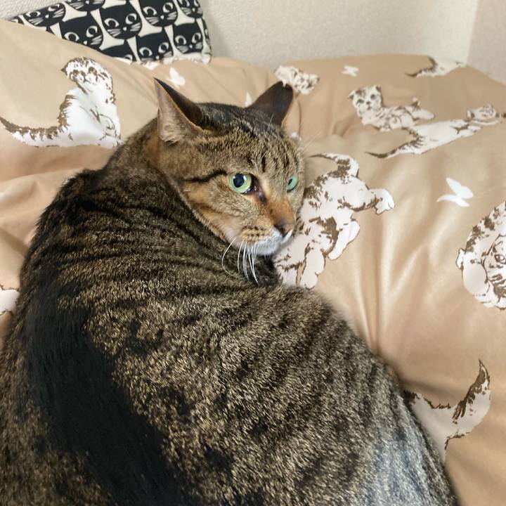 Bce760a4 afab 4ace beb1 2ee0689778bc 1685588807524