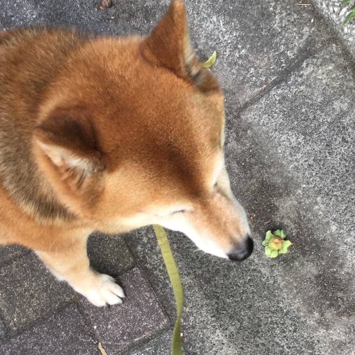 Bce782f8 47b1 42a0 b200 ba64908e4b7c 1591793503336