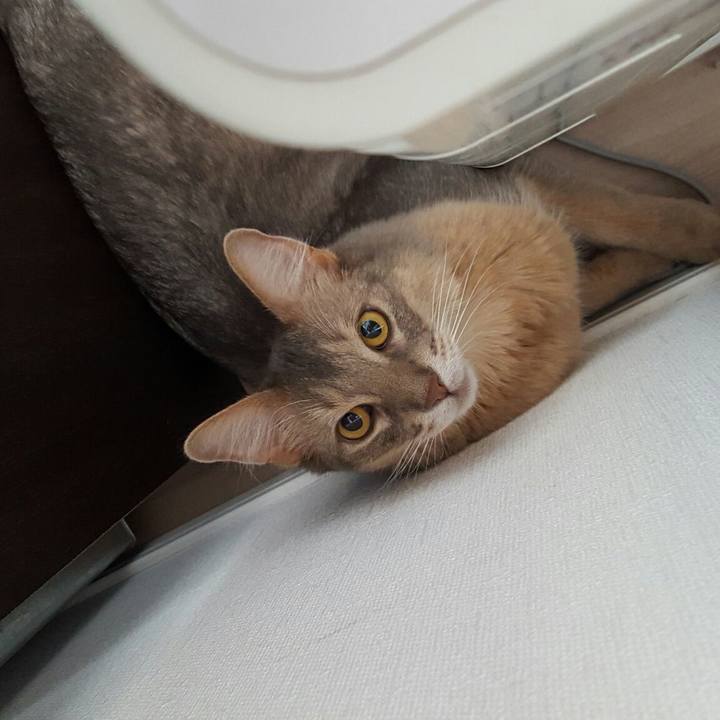 Bcec22f0 5402 448d b6e1 b6b0cb8b4180 1532315798816