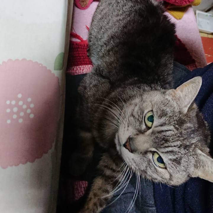 Bcedc3b1 8b78 4910 a2ce ae919bfdba15 1554496990927