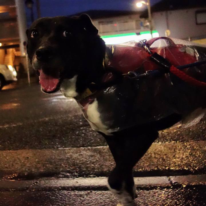 Bcf0f9c7 4441 44f6 ba68 d6b21b36575e 1628939399841