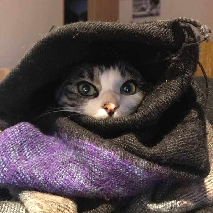 Bcfaaaad 5884 479c 9a2c e239bd549093 1544194561246