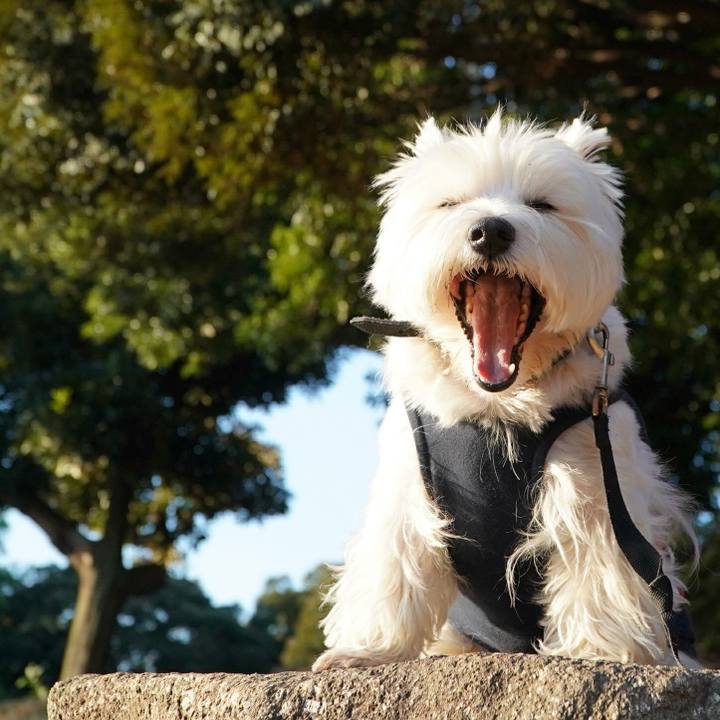 Bcfd8aea bc2a 4a89 896c 16f505fc52d8 1513029368109