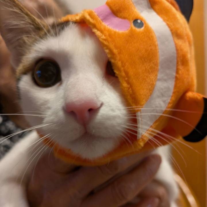 Bd0010ab a787 4110 871f 72405224b294 1771504115852