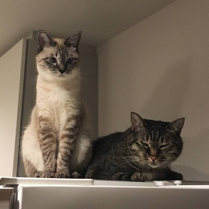 Bd003900 a833 43fc 9513 45ffb0ba3b73 1563273565751